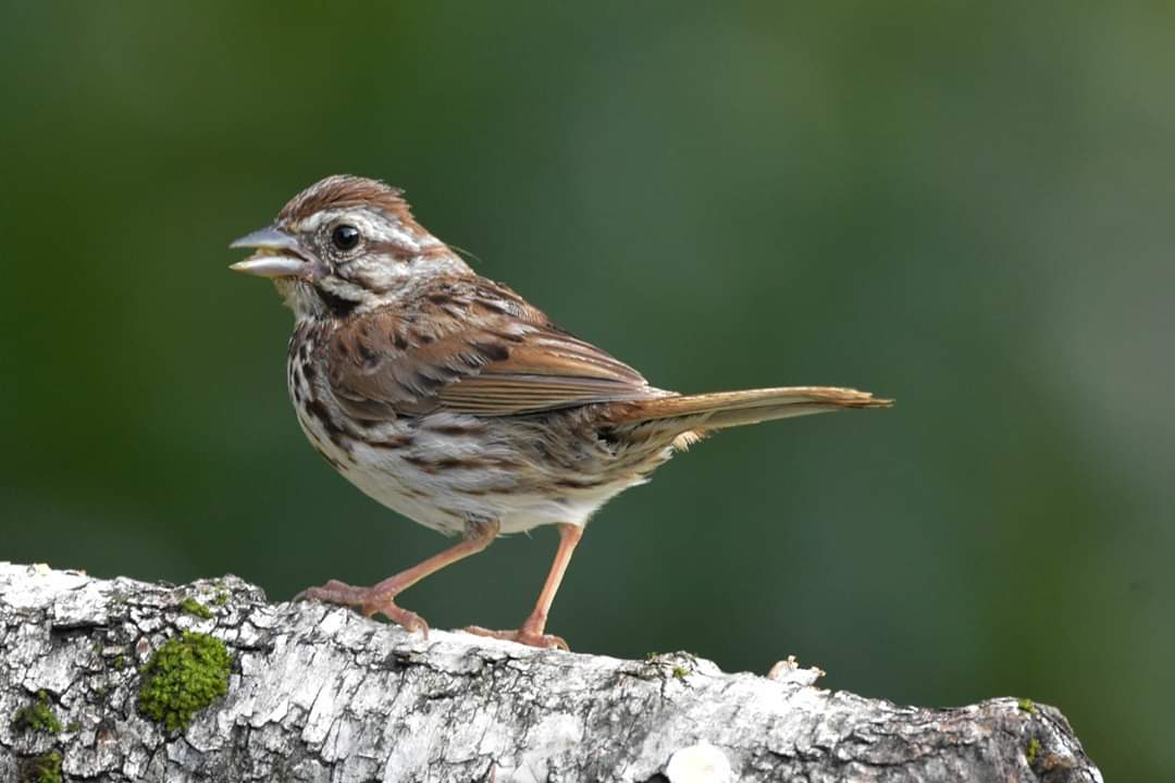 2020 Vision 08 - "The Ubiquitous Sparrow"