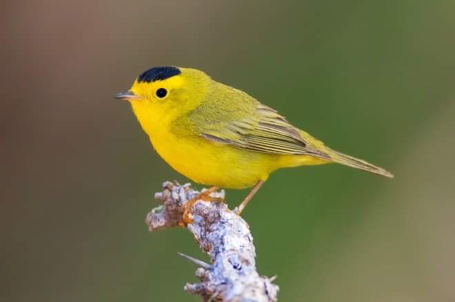 Warbler